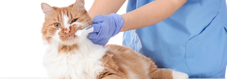 La gingivite chez le chat : Guide complet de cette affection bucco-dentaire
