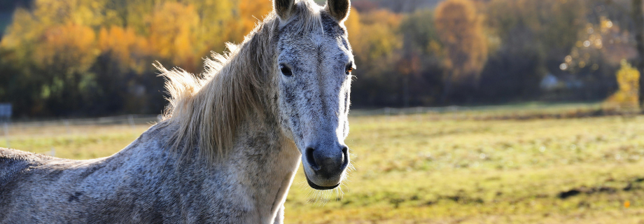 La mise à l'herbe du cheval au printemps