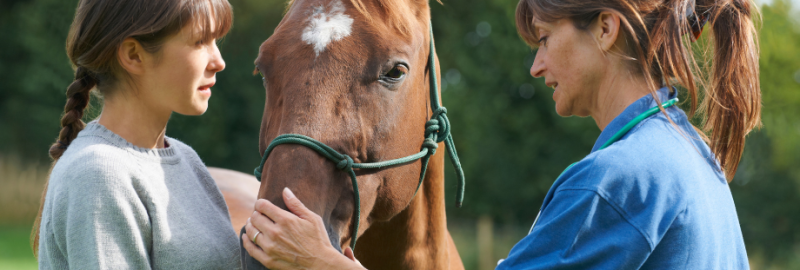 Sarcoïdes chez le cheval : qu’est-ce que c’est, et comment les soigner ?