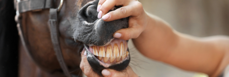 La dentition du cheval : particularités et prise en charge