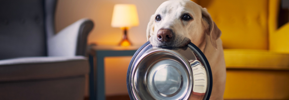 Mon chien mange trop vite : comprendre les risques et mettre en place des solutions durables
