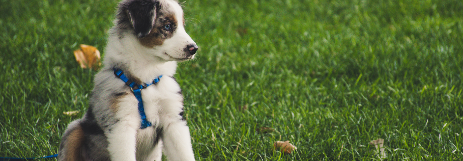 Les meilleures croquettes pour chiot : un guide complet pour une croissance saine