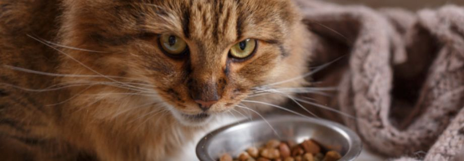 Comment choisir les meilleures croquettes pour mon chat ?