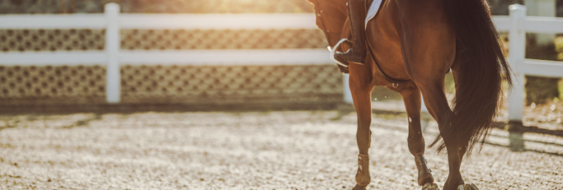 Ulcères gastriques chez le cheval : circonstances d’apparition, symptômes et prise en charge 24 avril 2024