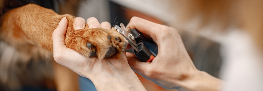 Comment couper les griffes de son chien ?