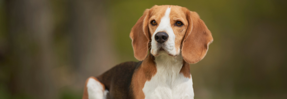 Le Beagle : tout savoir sur cette race de chien adorable