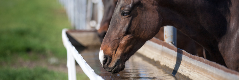 Électrolytes pour chevaux : qu’est-ce que c’est, et à quoi ça sert ?