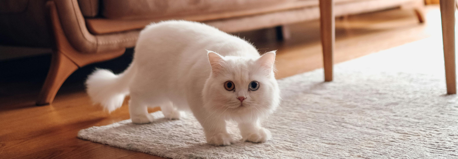 Le Munchkin