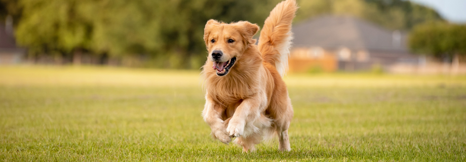 Probiotiques, prébiotiques et postbiotiques : comprendre ces alliés pour offrir une alimentation saine à votre chien