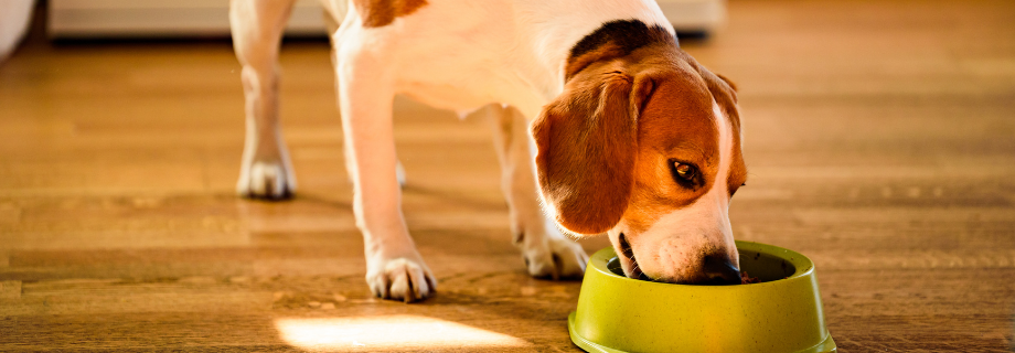Comment réussir une transition de croquettes pour son chien ?