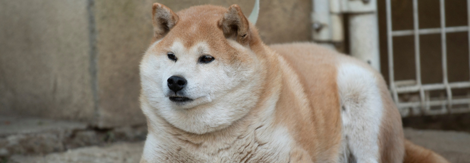Un​​​​​e bonne alimentation pour prévenir l’obésité de son chien