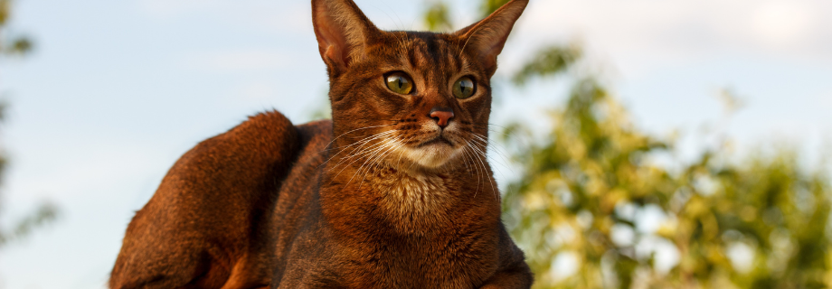 Le chat Abyssin
