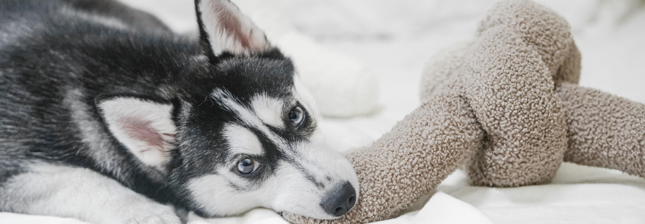 Le Pomsky
