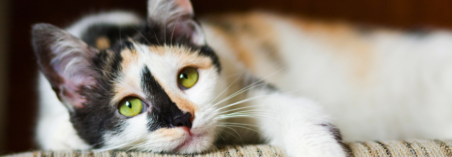 Mon chat ne mange plus : que faire ?