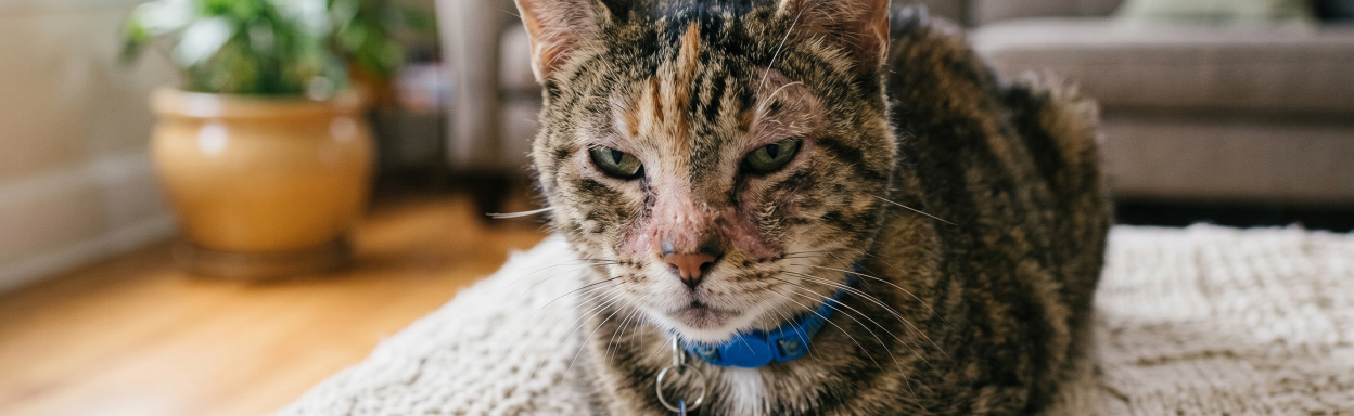 Démodécie du chat : comprendre & agir