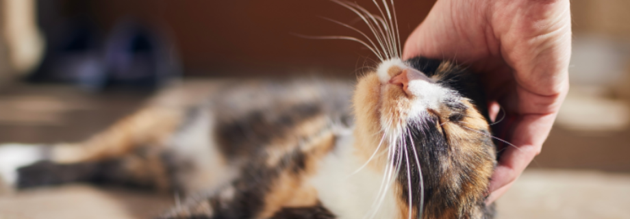 Probiotiques pour chats : équilibrer leur microbiote intestinal