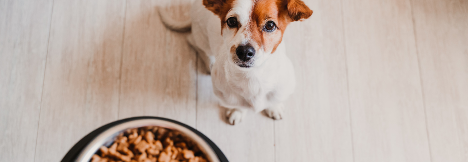 Comment réussir une transition de croquettes pour son chien ?