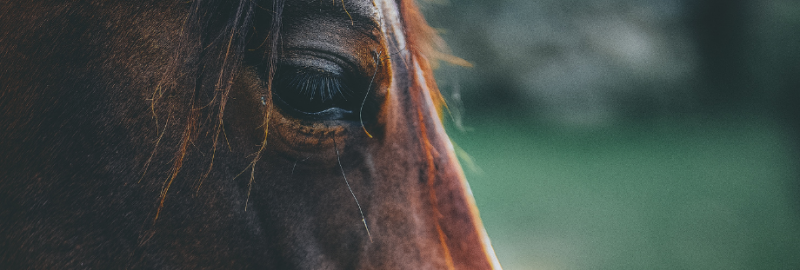 Prendre soin d’un cheval âgé : les points d’attention