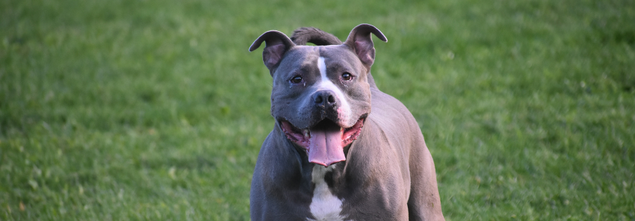 Le Pitbull