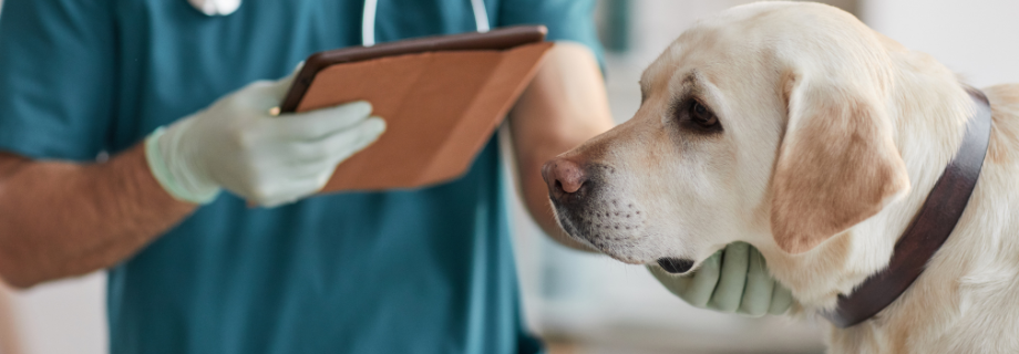 L’incontinence urinaire chez le chien : causes, signes et solutions