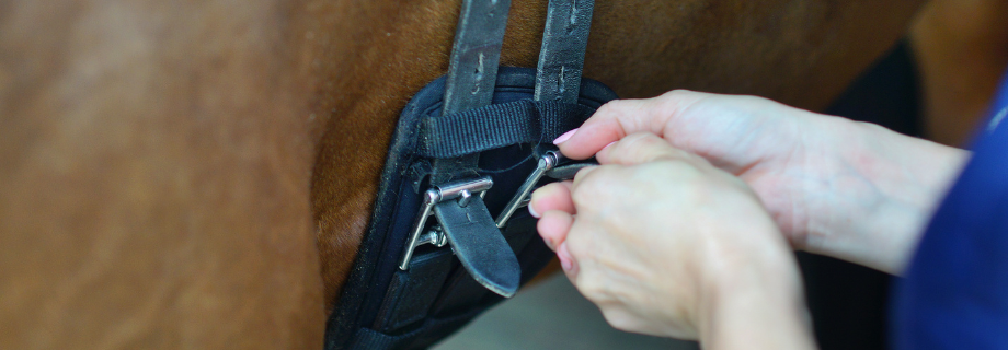 Douleur au sanglage chez le cheval : ce qu'il faut savoir