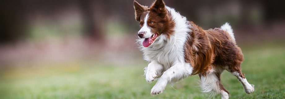 10 Conseils essentiels pour un chien en pleine santé