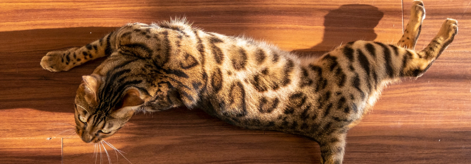 Le chat du Bengal