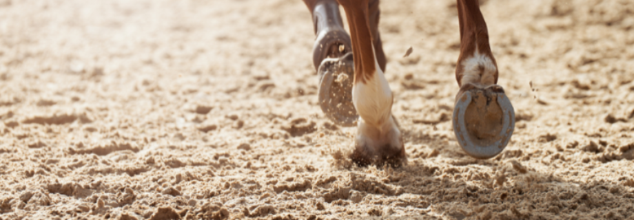 L’arthrose chez le cheval : causes, symptômes et prise en charge