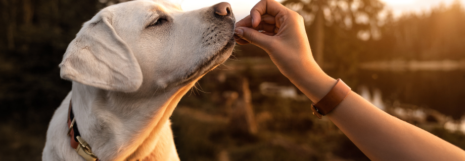 Peut-on donner des probiotiques humain à un chien ?
