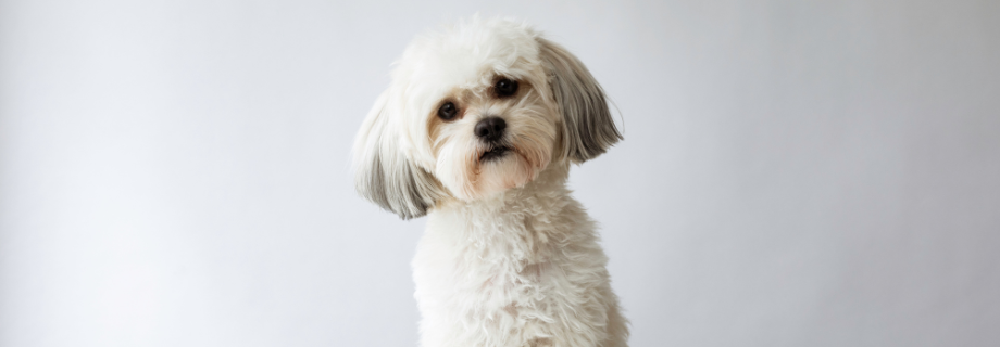 Le Shih Tzu
