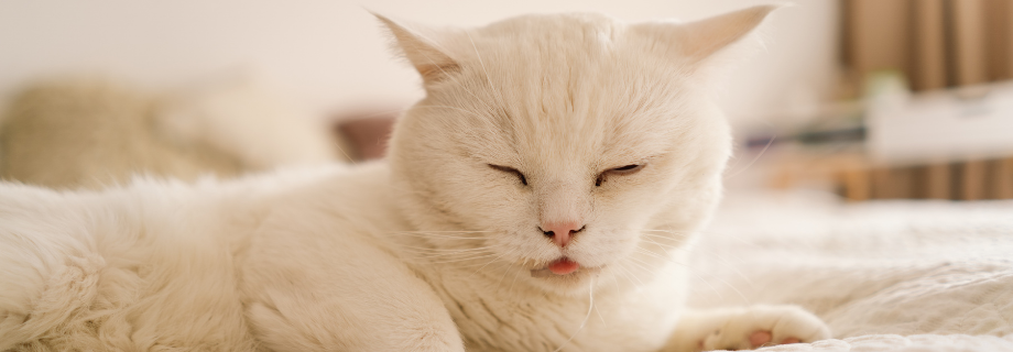 Pourquoi mon chat bave ?