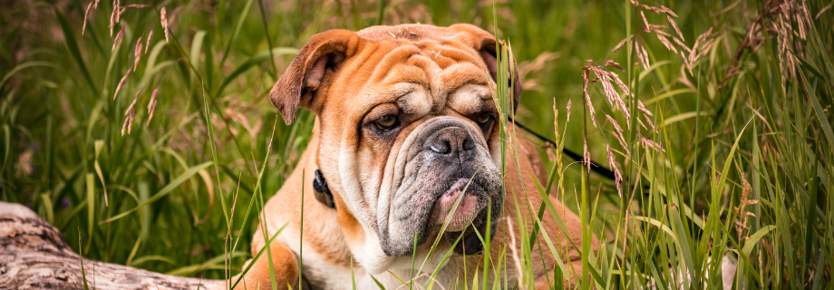Le Bouledogue Anglais : une race de chien fascinante