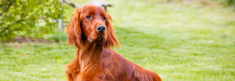 Le Setter irlandais