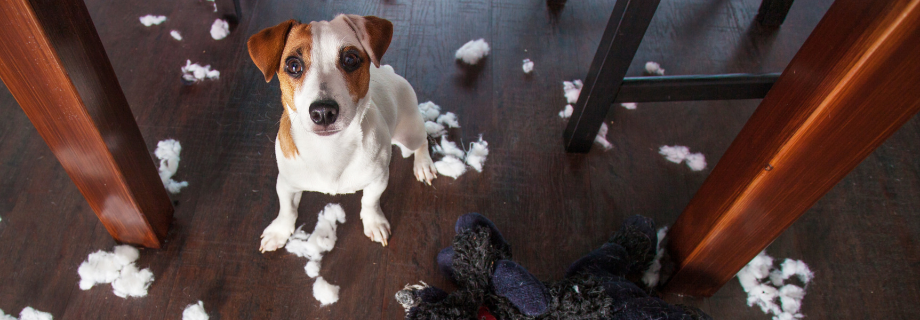 Chien destructeur : nos conseils pour corriger ce comportement
