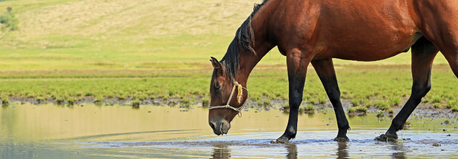 Rafraîchir son cheval en été : un défi de taille