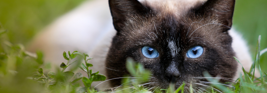 La rage chez le chat : une maladie qui menace la santé animale et humaine