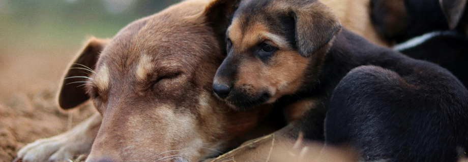 Quelle alimentation pour une chienne qui allaite ?