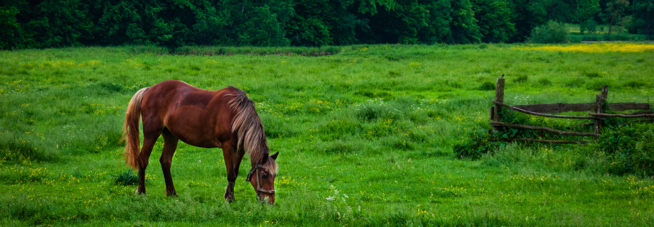 Le cheval au pré : à quoi faire attention ?