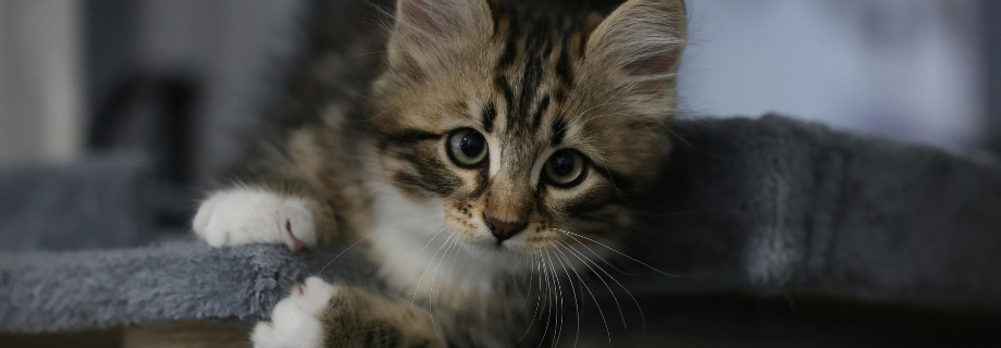 Fibrosarcome du chat : comprendre & agir