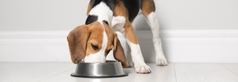 Quelle quantité de croquettes donner à mon chien ?