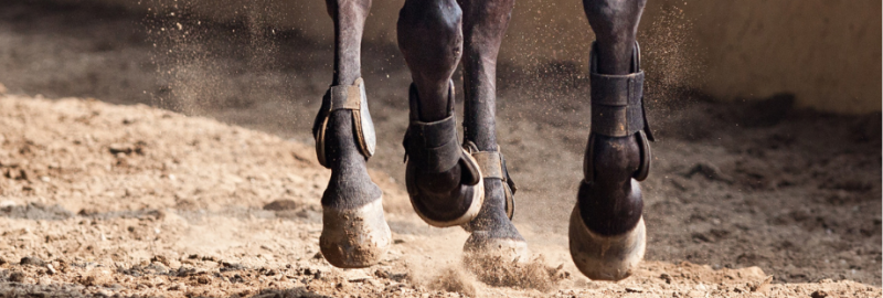 Tout savoir sur la fourbure chez le cheval