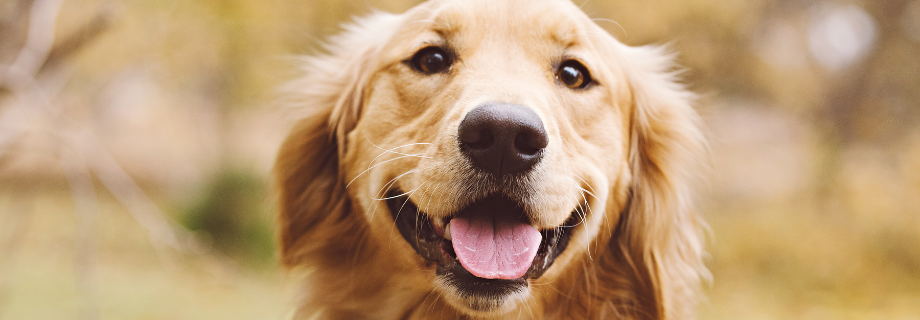 Le Golden Retriever