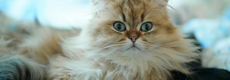 Le chat persan
