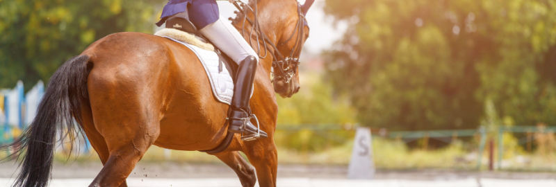 Tout savoir sur le muscle chez le cheval : fonctionnement, performances, amélioration…