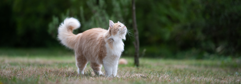Comment bien nourrir un chat d'extérieur ?