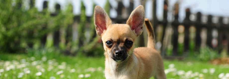 Le Chihuahua