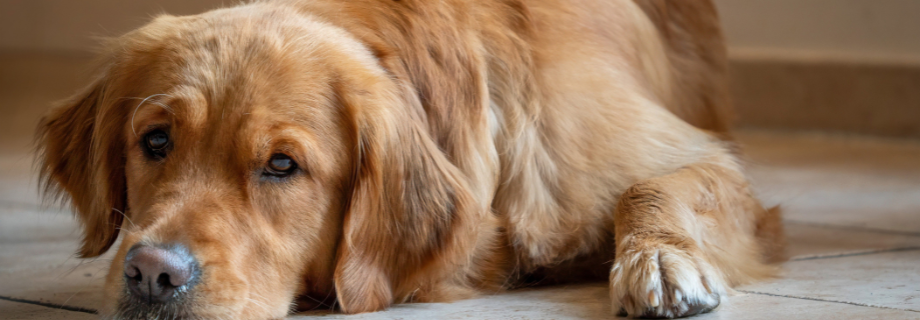 Otite chez le chien : causes, symptômes et traitements