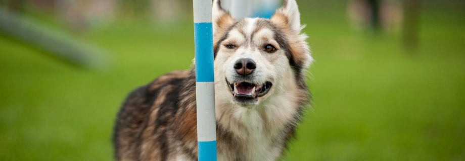 Les essentiels de l'entraînement d'agilité canine