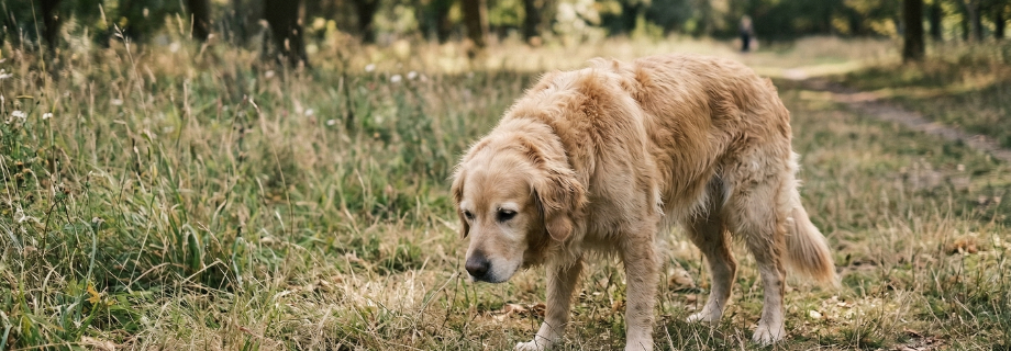 Vomissements chez le chien : quelles causes, quels traitements ?