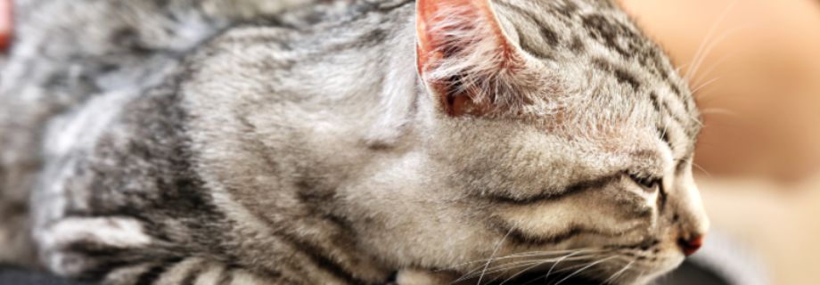 Les vomissements chez le chat : comprendre, prévenir et agir